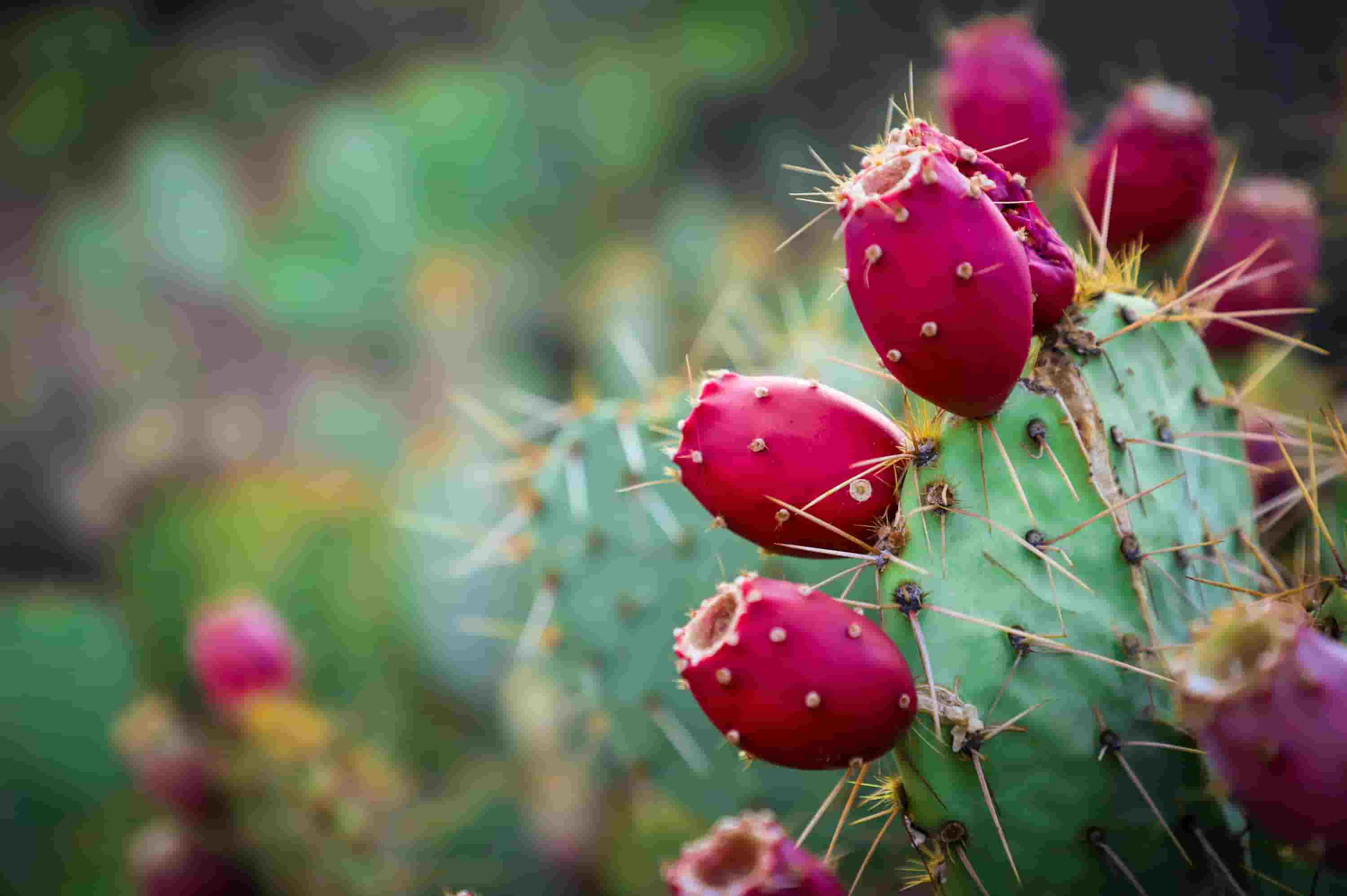 Leafcin Consumer is one of the best Cactus Pear supplier/exporters in India with fresh quality and best prices 